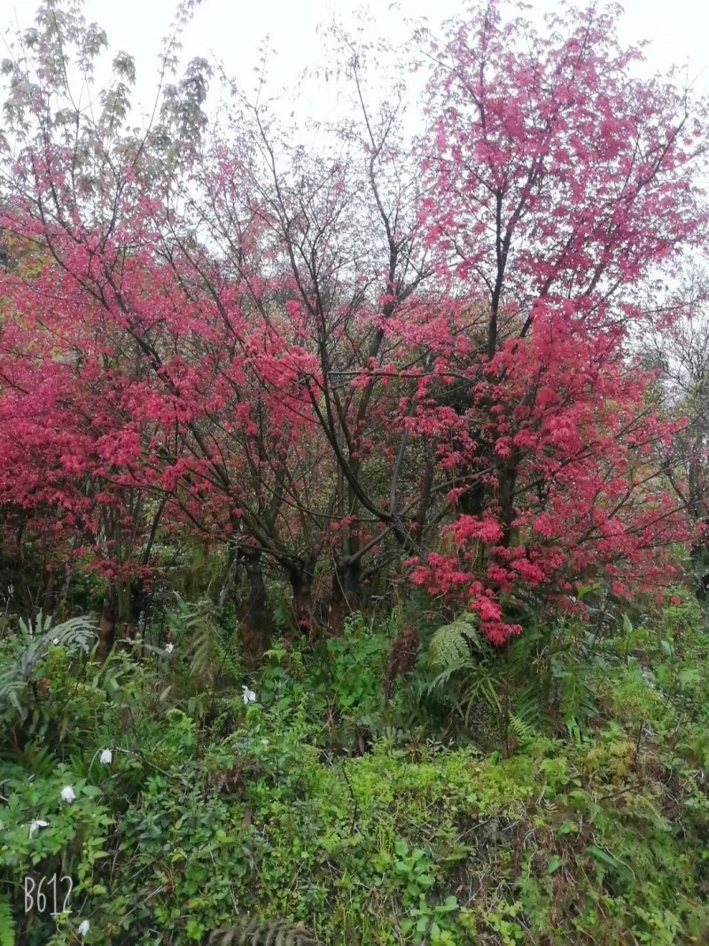 红枫