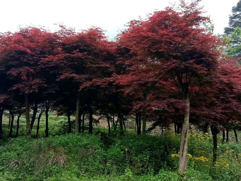 红枫