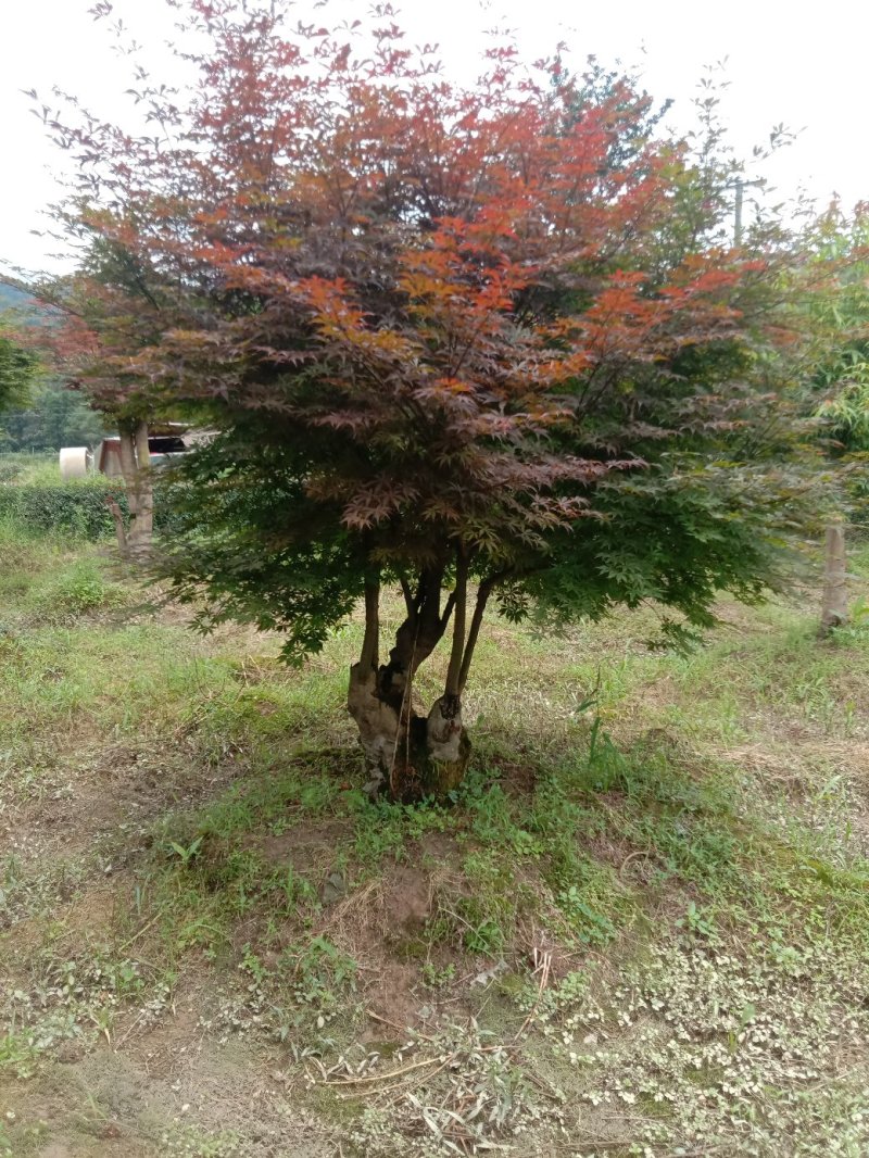 红枫