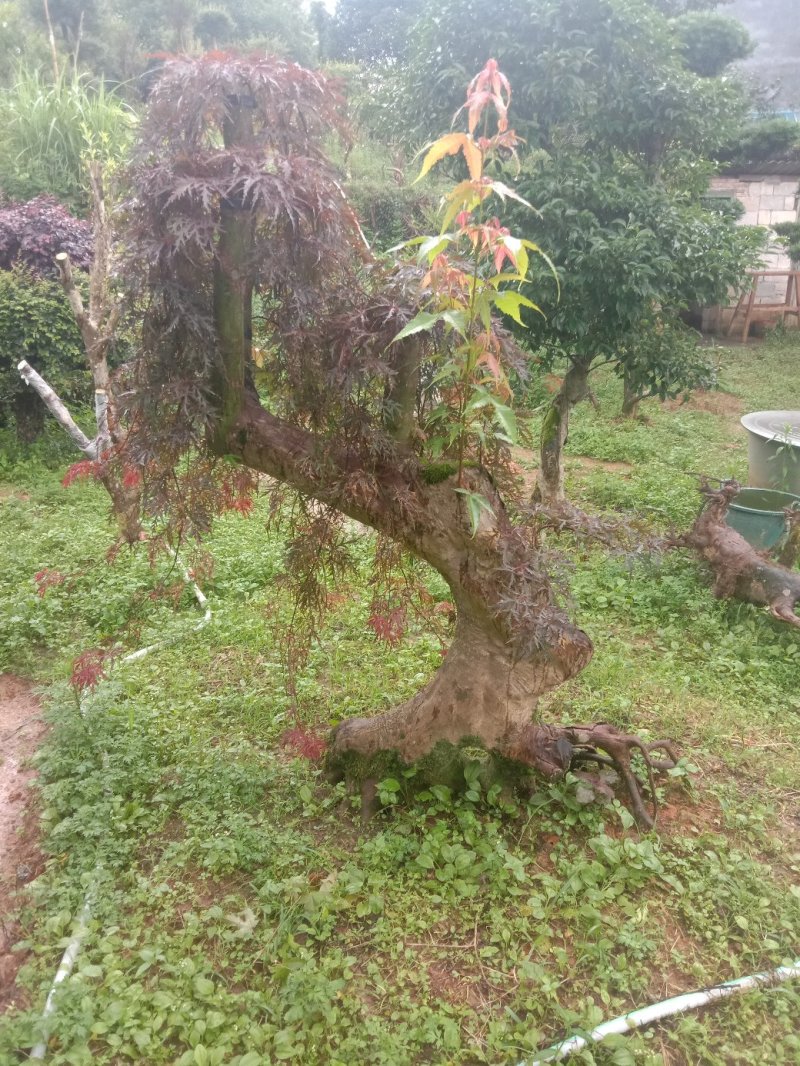 红枫