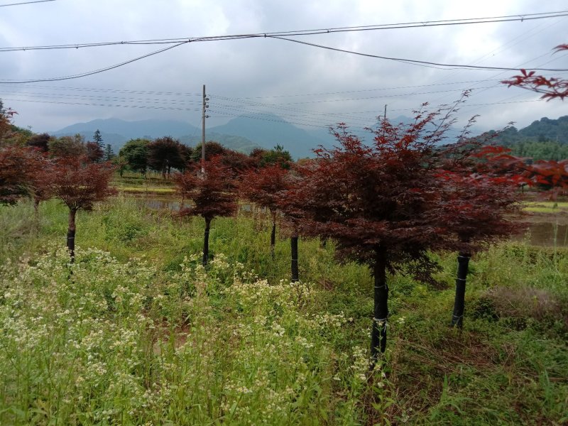 红枫