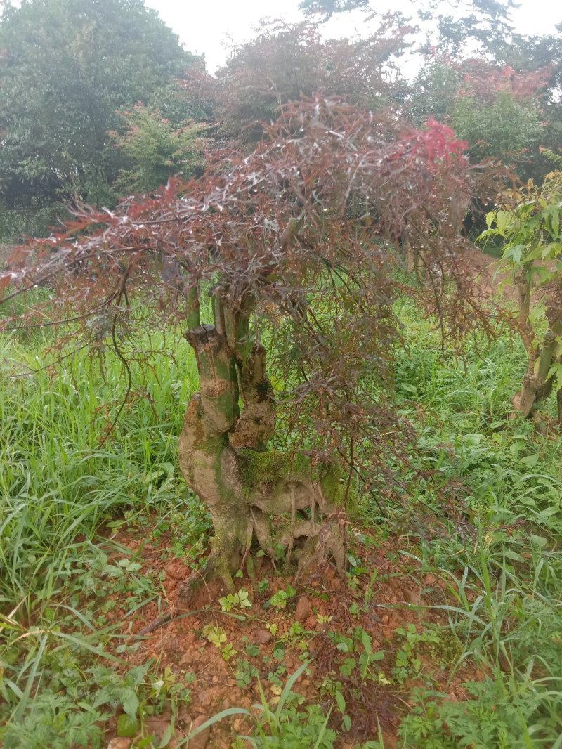 红枫