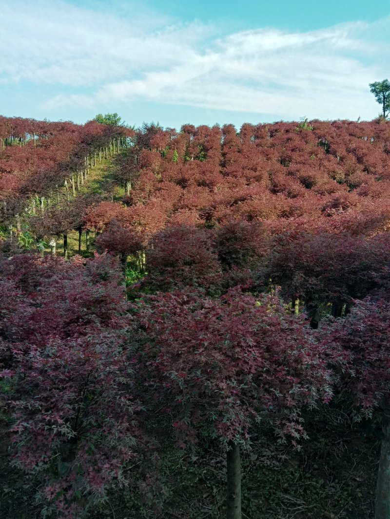 红枫