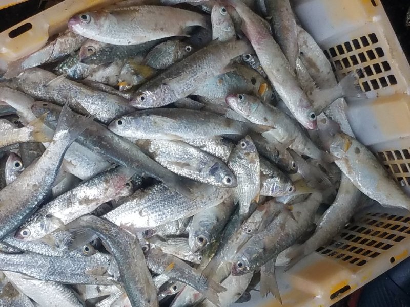 新鲜饲料鱼罗非鱼各种杂鱼