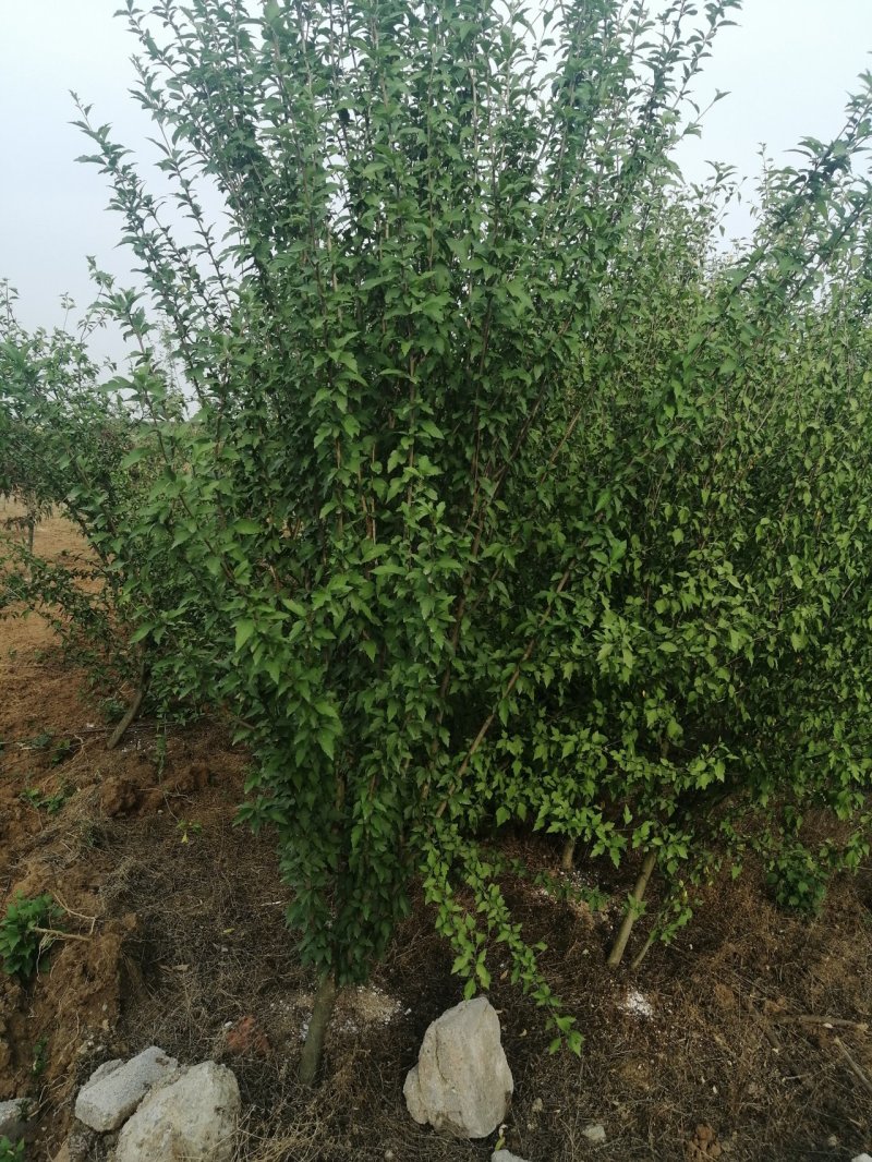 木槿