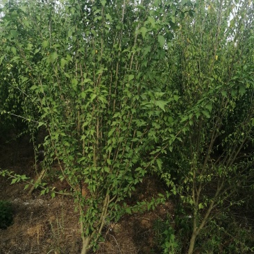 木槿