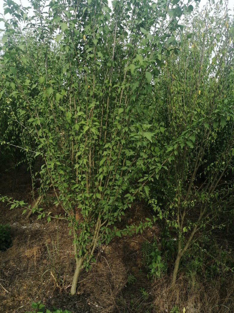 木槿