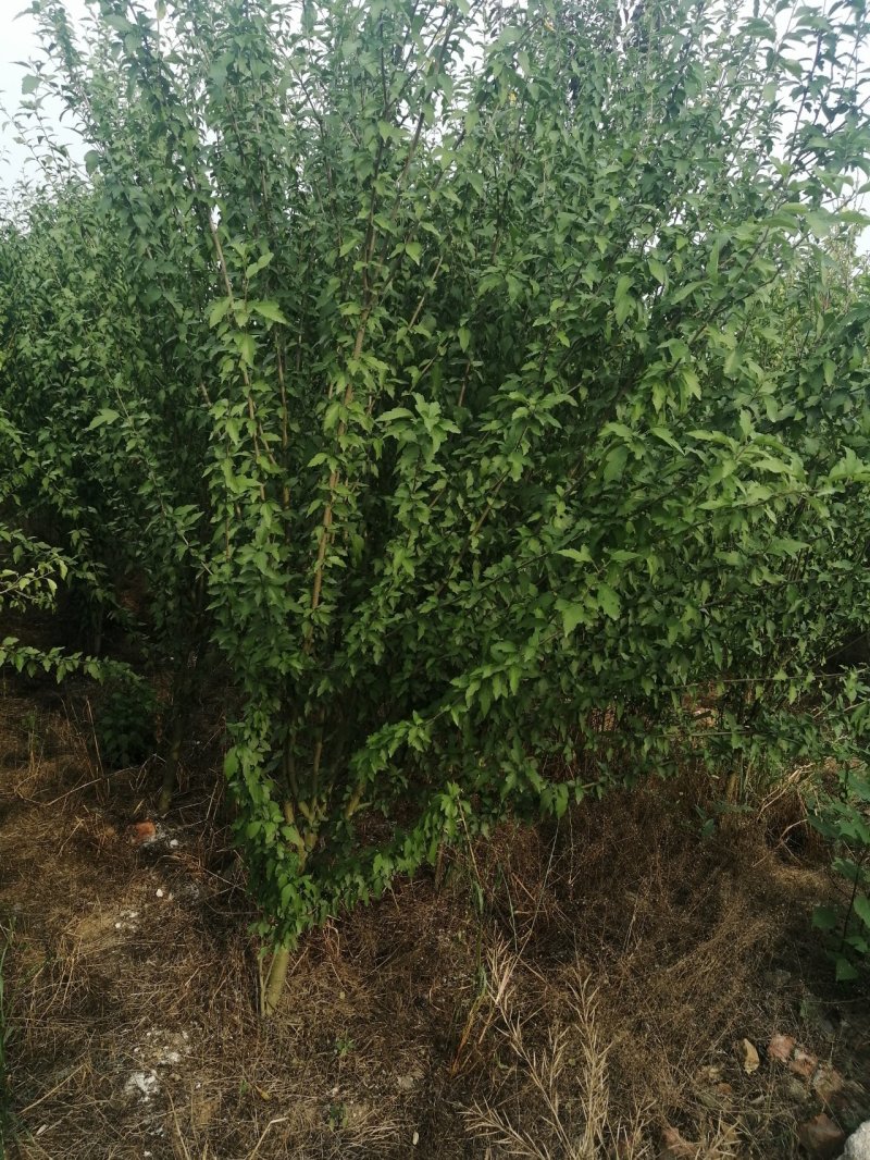 木槿