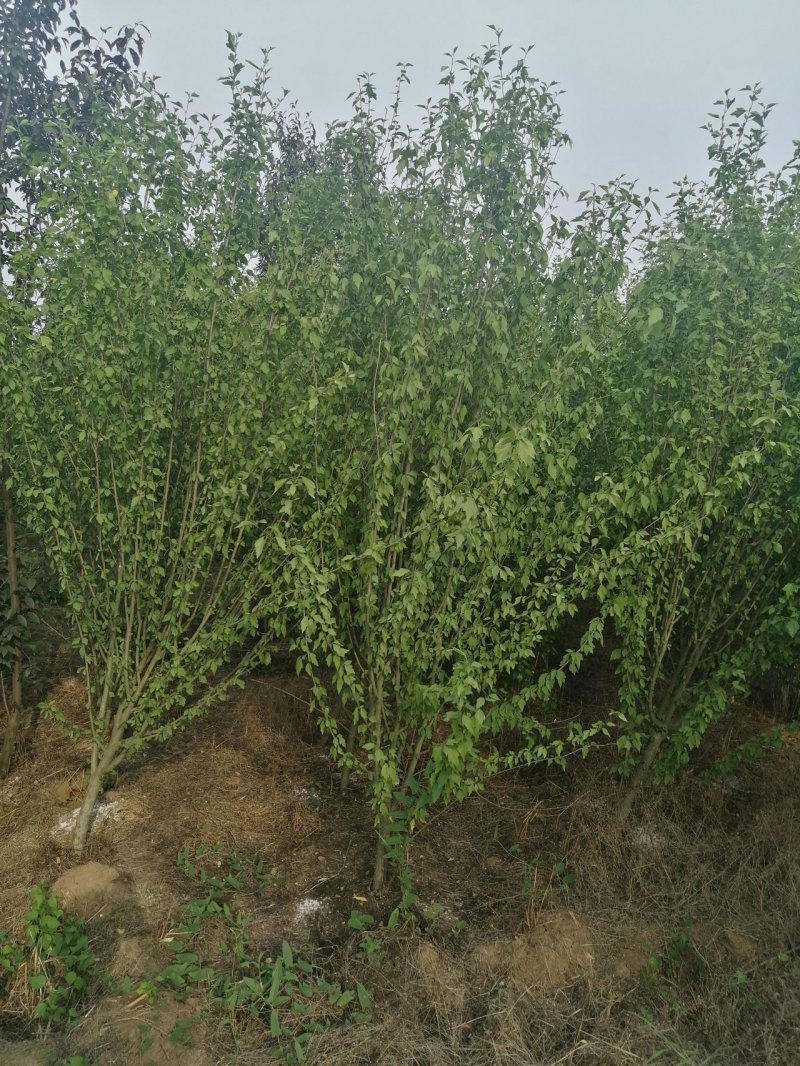 木槿