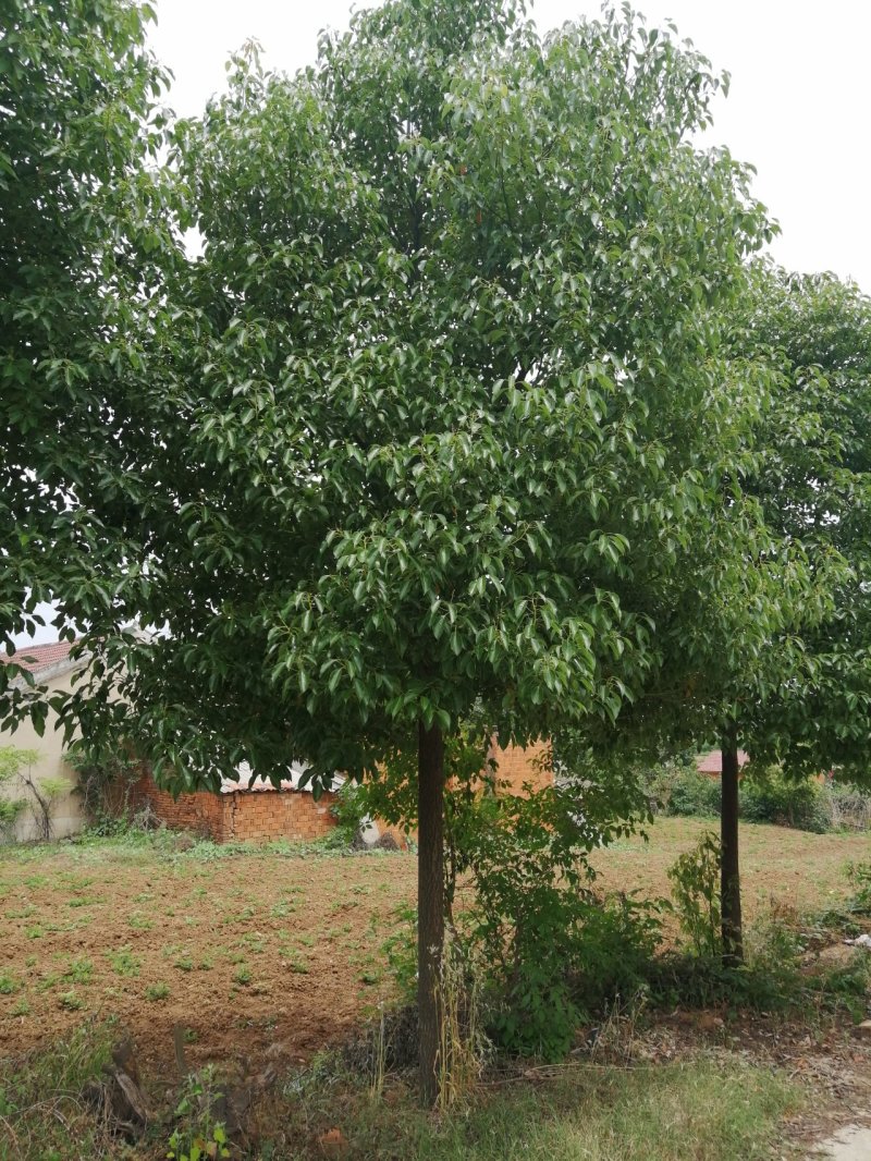 樟树