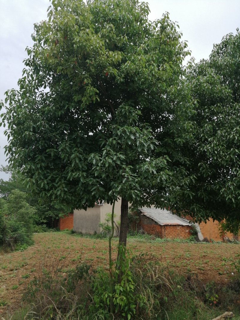 樟树