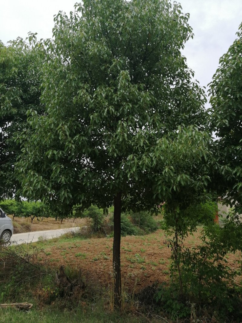 樟树