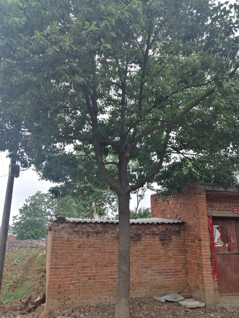 樟树