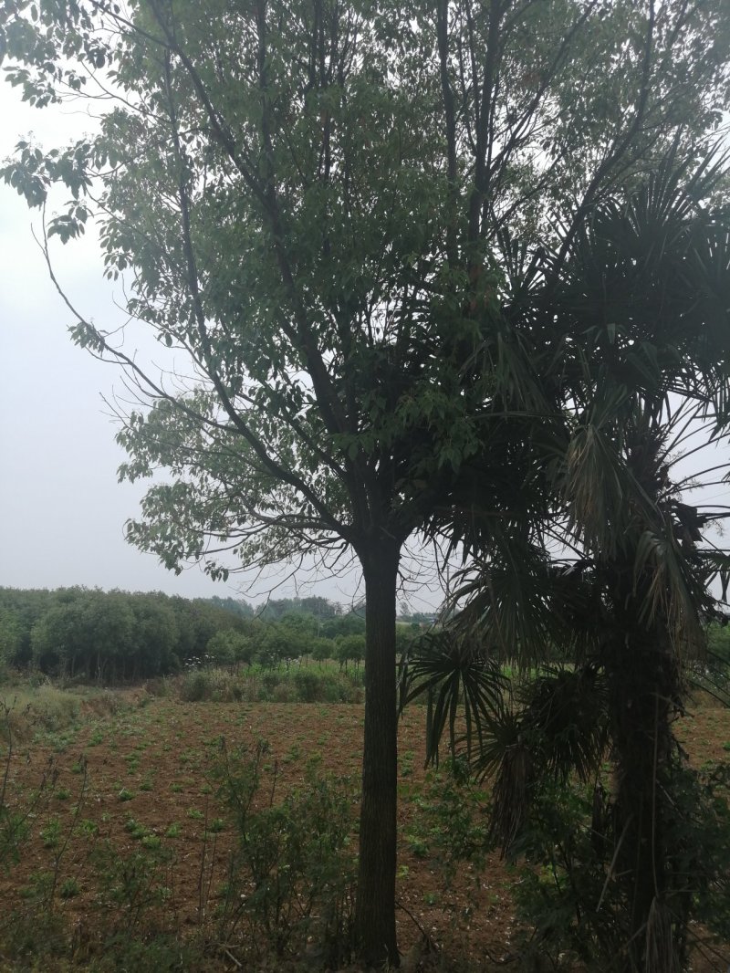 樟树