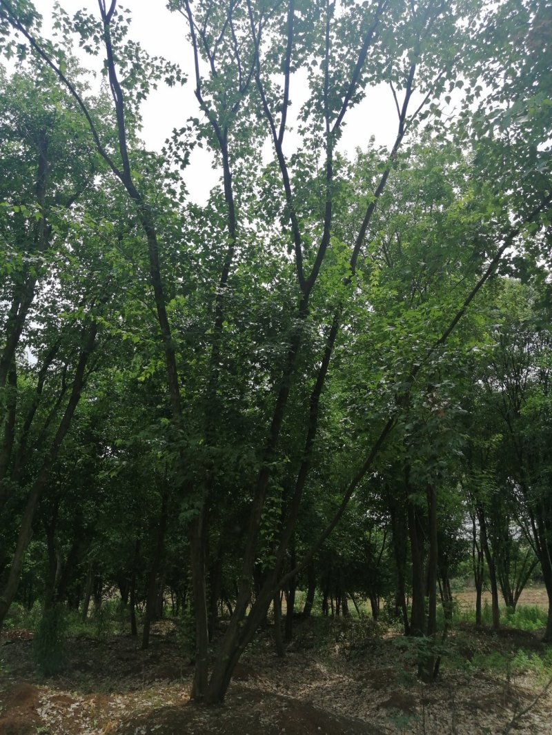 丛生三角枫