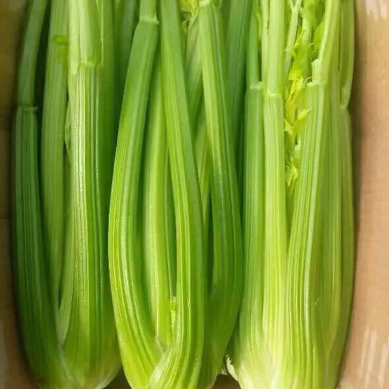 芹菜种子四季播小香芹菜种子，西芹种子大田用种