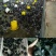 纯种汶上芦花鸡苗包成活包技术