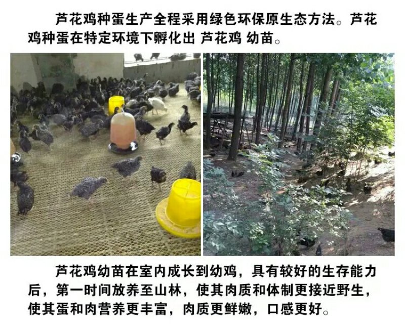 纯种汶上芦花鸡苗包成活包技术