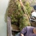 梁湖纯生态，四季长绿密刺苦草