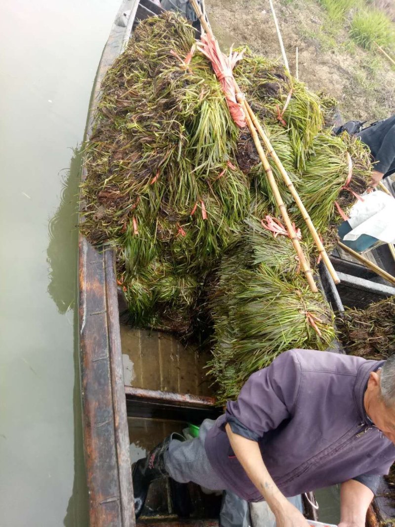 梁湖纯生态，四季长绿密刺苦草