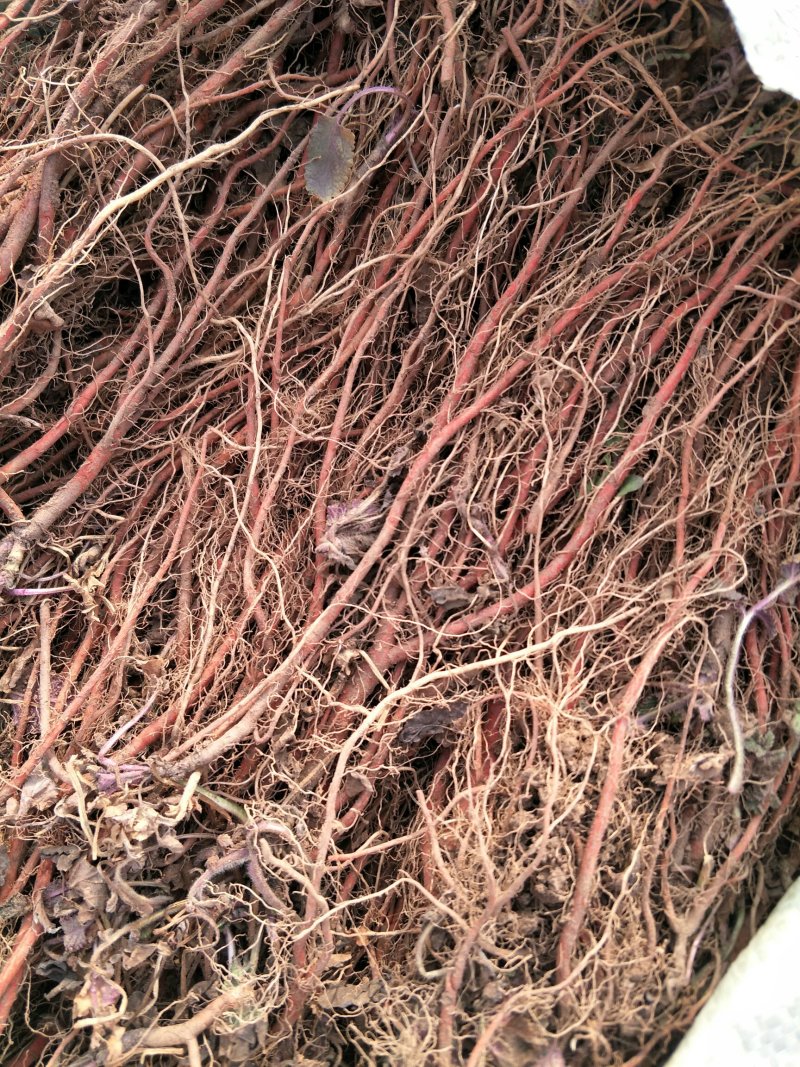 推荐丹参苗红皮丹参紫皮丹参签订回收合同提供技术勘察土质