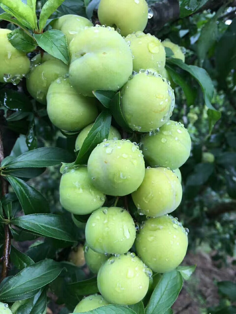 大量出售青果，拿去做李子干果