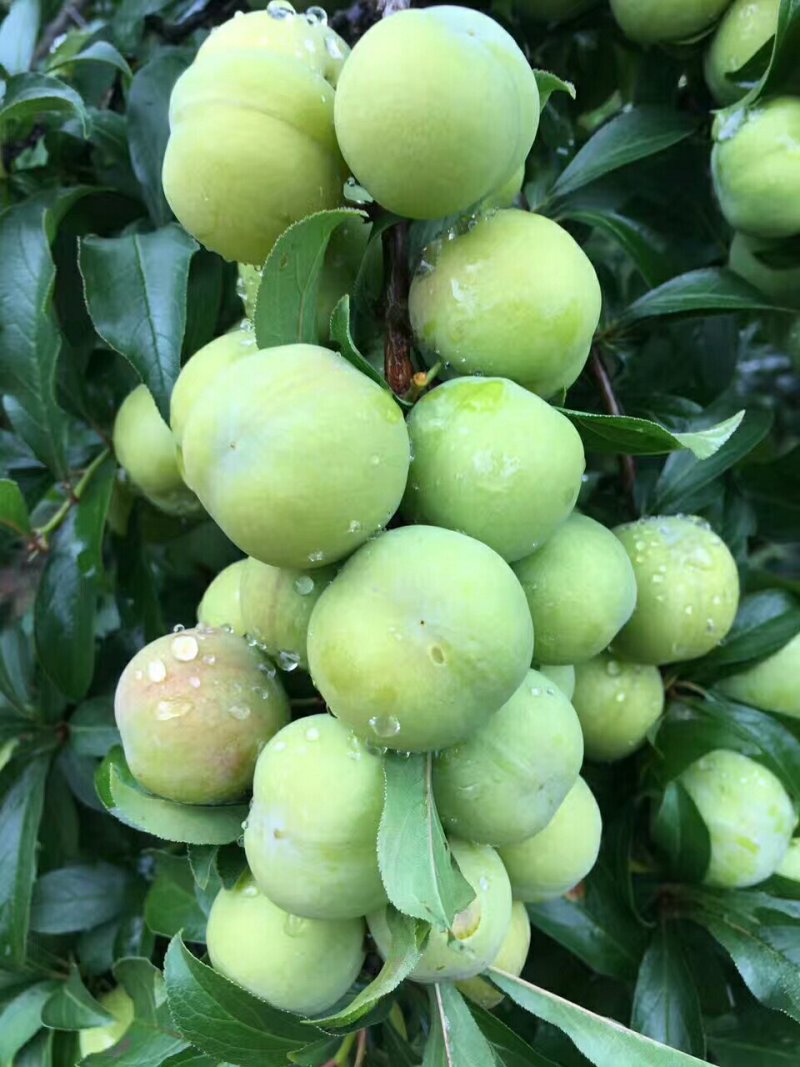 大量出售青果，拿去做李子干果