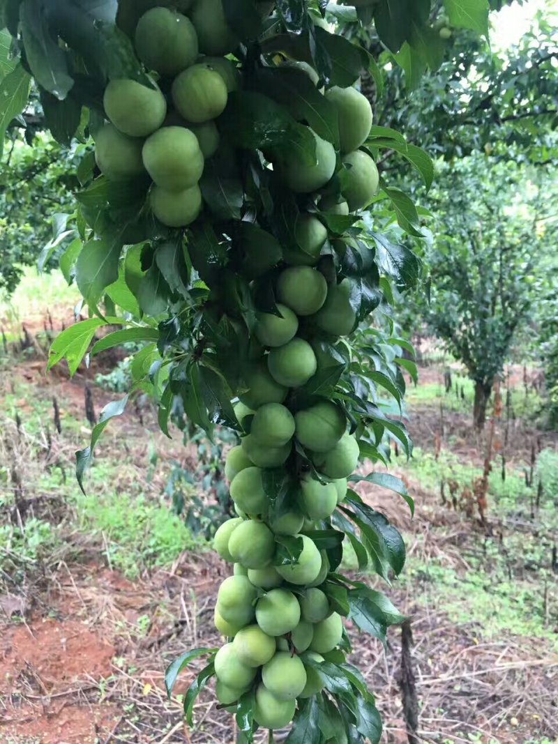 大量出售青果，拿去做李子干果