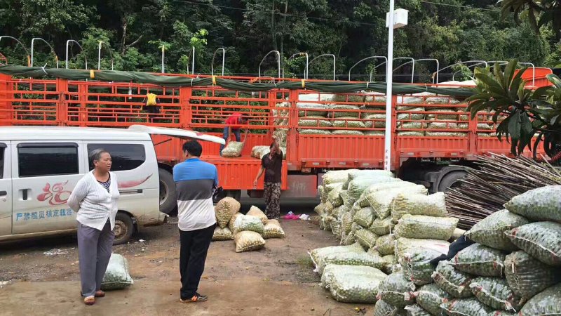 大量出售青果，拿去做李子干果
