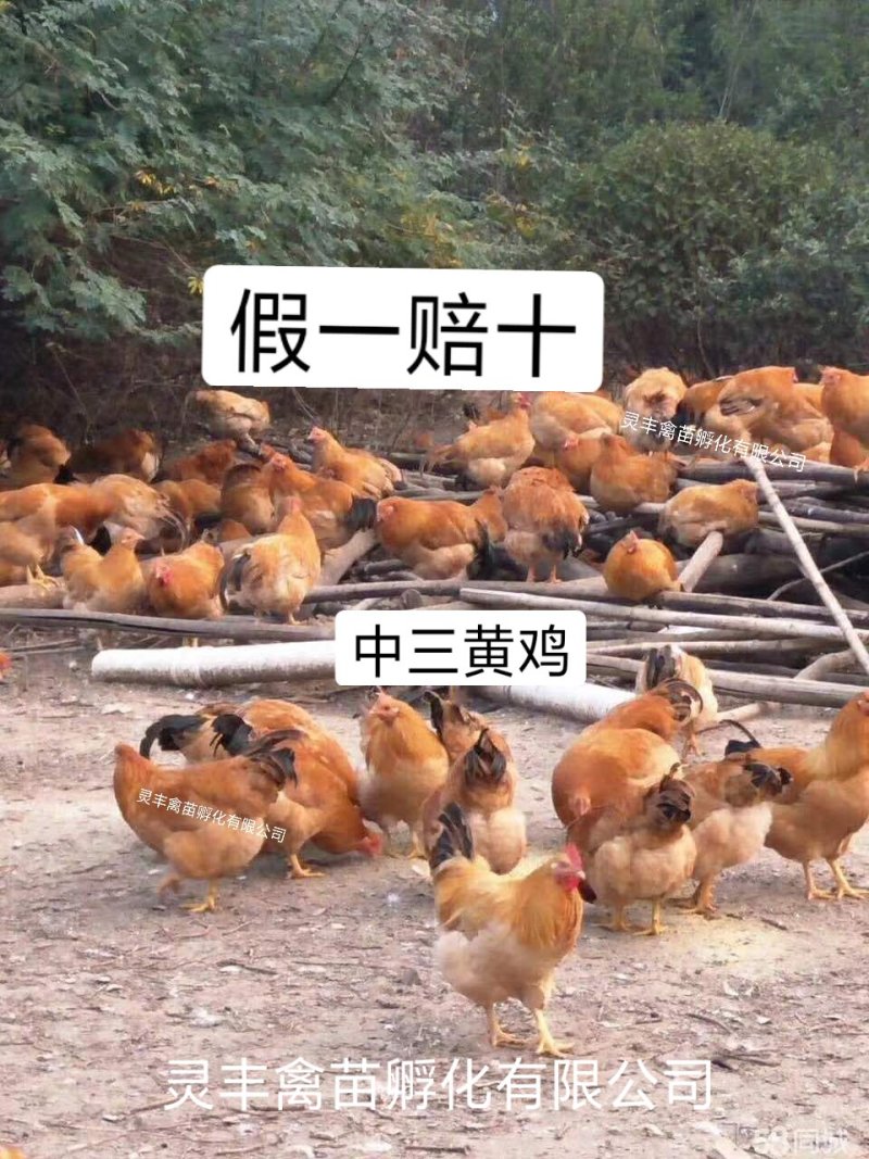 三黄鸡苗【高销量热卖】《有经营许可证》买卖更放心