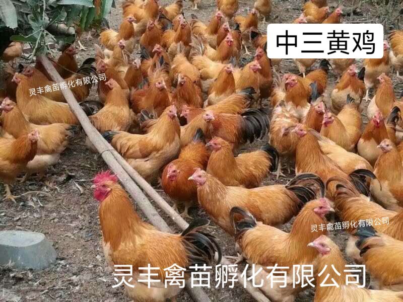 三黄鸡苗【高销量热卖】《有经营许可证》买卖更放心
