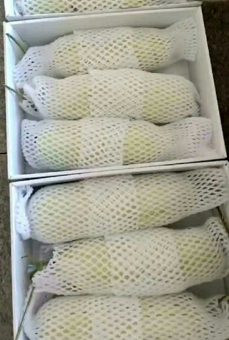 大荔高石【脆瓜】皮薄肉多，脆、甜，支持一件代发