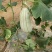大荔高石【脆瓜】皮薄肉多，脆、甜，支持一件代发