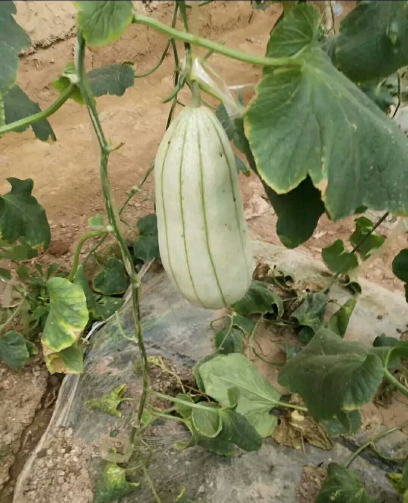 大荔高石【脆瓜】皮薄肉多，脆、甜，支持一件代发