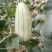 大荔高石【脆瓜】皮薄肉多，脆、甜，支持一件代发