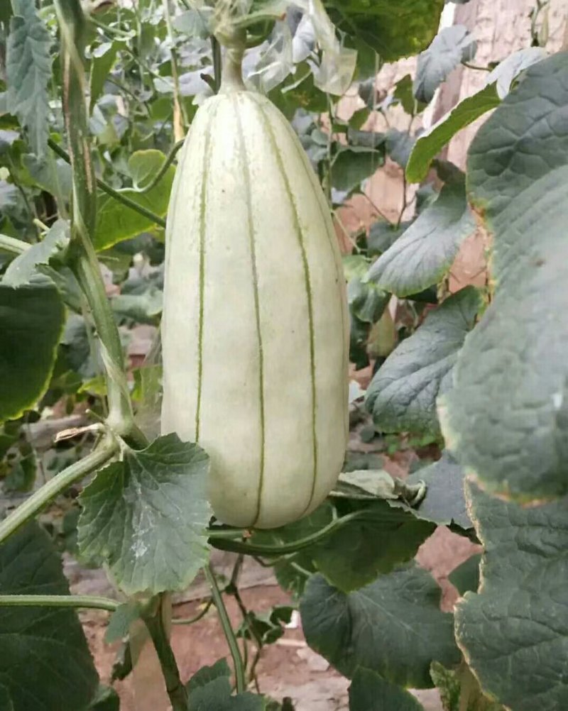 大荔高石【脆瓜】皮薄肉多，脆、甜，支持一件代发