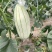 大荔高石【脆瓜】皮薄肉多，脆、甜，支持一件代发