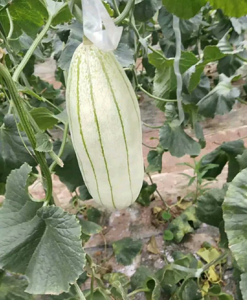 大荔高石【脆瓜】皮薄肉多，脆、甜，支持一件代发