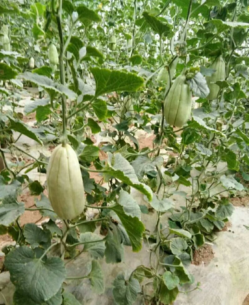大荔高石【脆瓜】皮薄肉多，脆、甜，支持一件代发