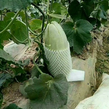 大荔高石【脆瓜】皮薄肉多，脆、甜，支持一件代发