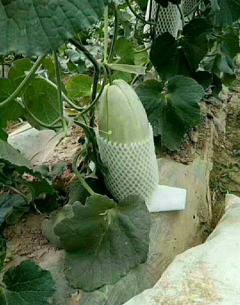 大荔高石【脆瓜】皮薄肉多，脆、甜，支持一件代发