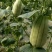大荔高石【脆瓜】皮薄肉多，脆、甜，支持一件代发