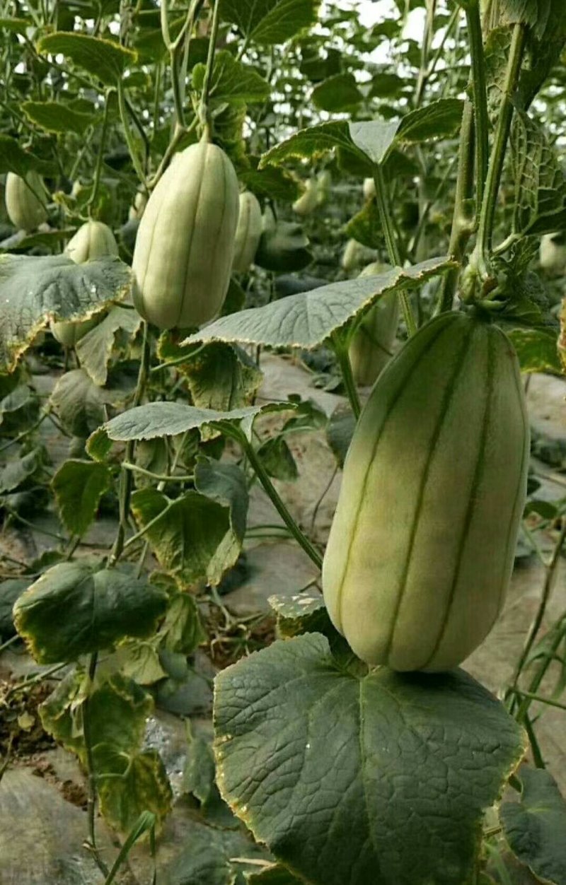 大荔高石【脆瓜】皮薄肉多，脆、甜，支持一件代发