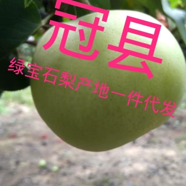 山东冠县绿宝石梨脆甜爽口，产地一手货源，可一件代发