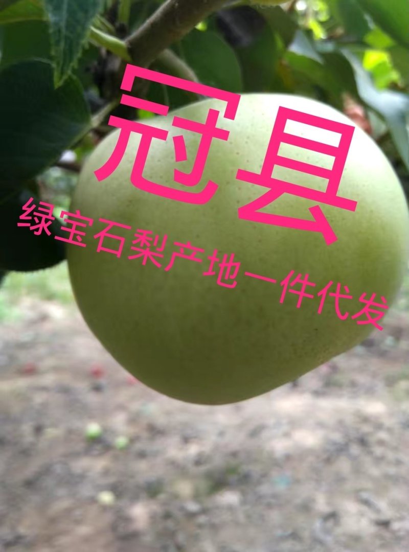 山东冠县绿宝石梨脆甜爽口，产地一手货源，可一件代发