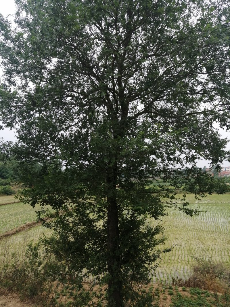 榔榆