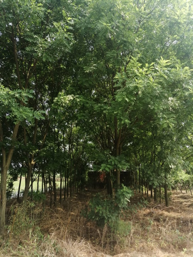 供应12公分的速生国槐