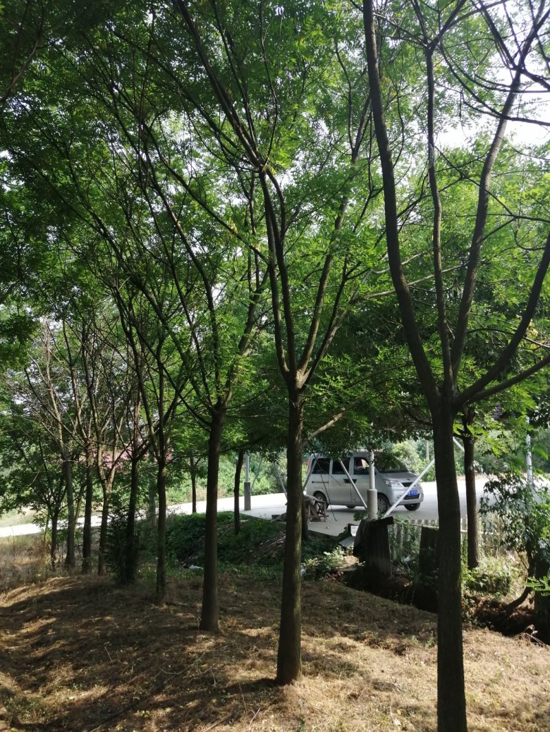 供应12公分的速生国槐