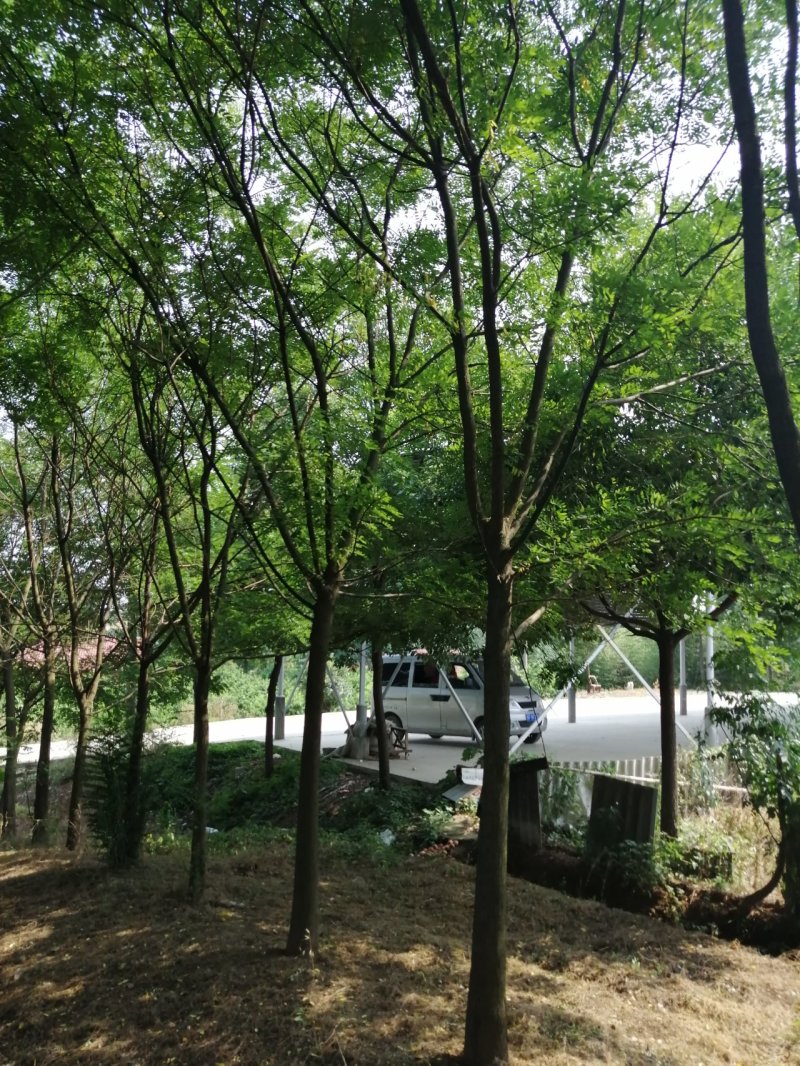 供应12公分的速生国槐