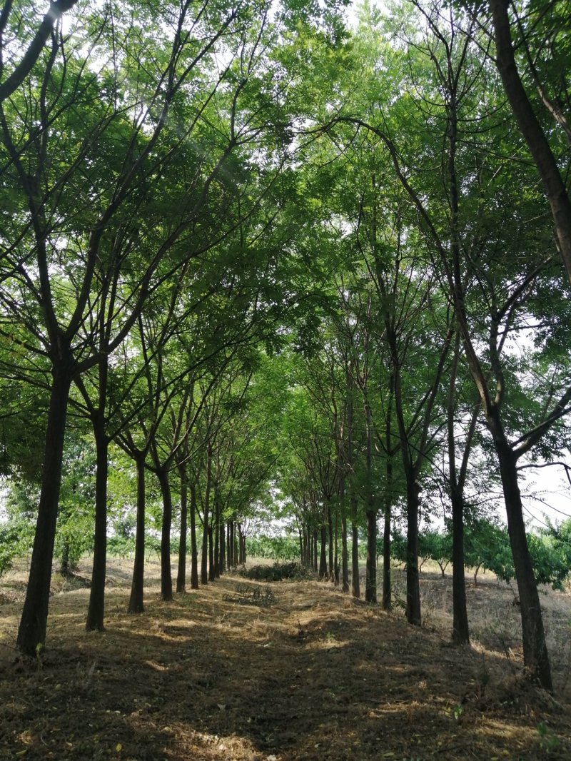 供应12公分的速生国槐